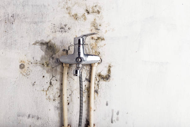 Best Residential Mold Remediation in Batavia, IL