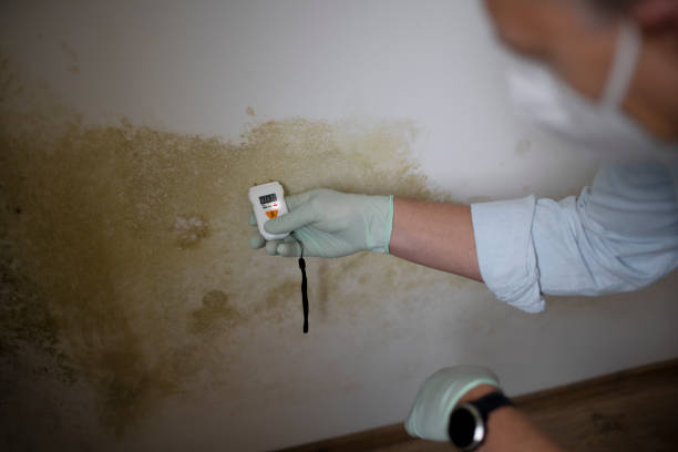 Best HVAC Mold Remediation in Batavia, IL