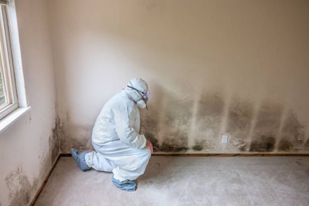 Best Mold Testing and Inspection Services in Batavia, IL