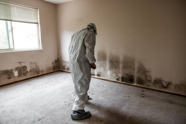 Best White Mold Remediation in Batavia, IL