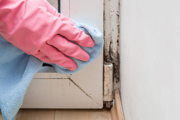Best Basement Mold Remediation in Batavia, IL