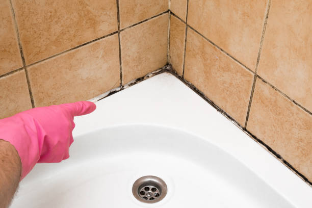 Best Bathroom Mold Remediation in Batavia, IL